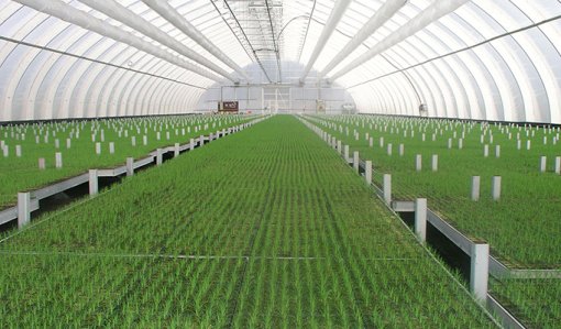I plantskolans växthus växer ett stort antal trädplantor. 
