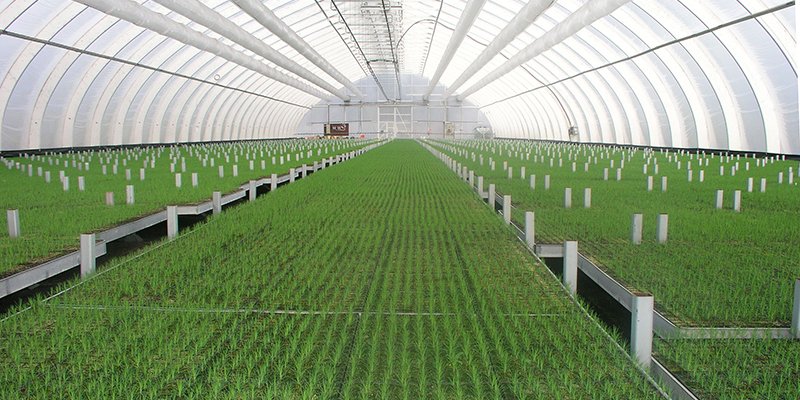 I plantskolans växthus växer ett stort antal trädplantor. 
