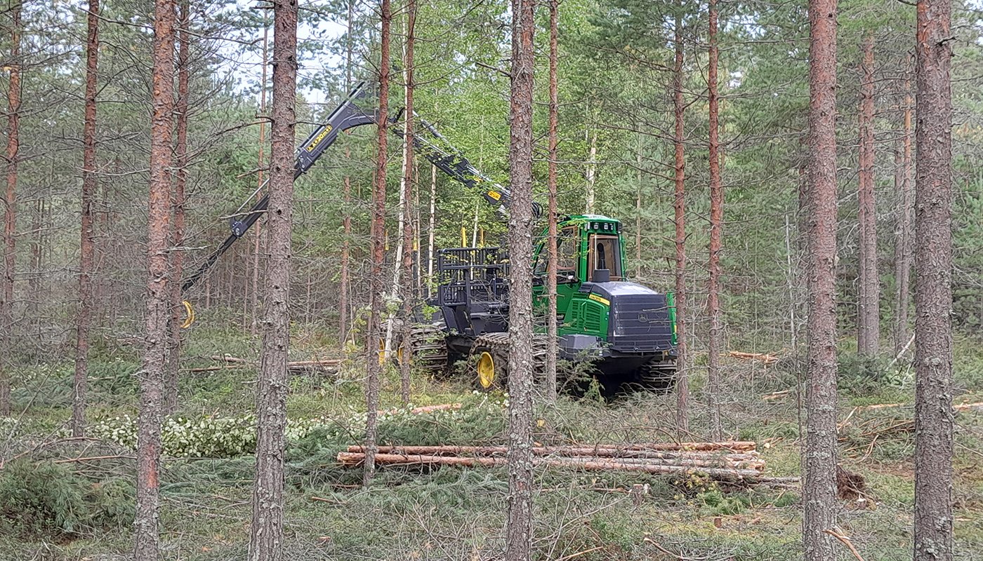 En avverkningsmaskin gallrar ut ungskog. 
