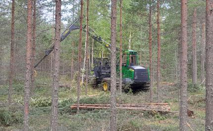 En avverkningsmaskin gallrar ut ungskog. 
