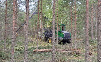 En avverkningsmaskin gallrar ut ungskog. 
