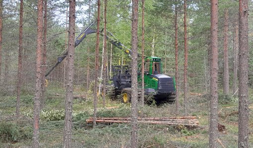 En avverkningsmaskin gallrar ut ungskog. 

