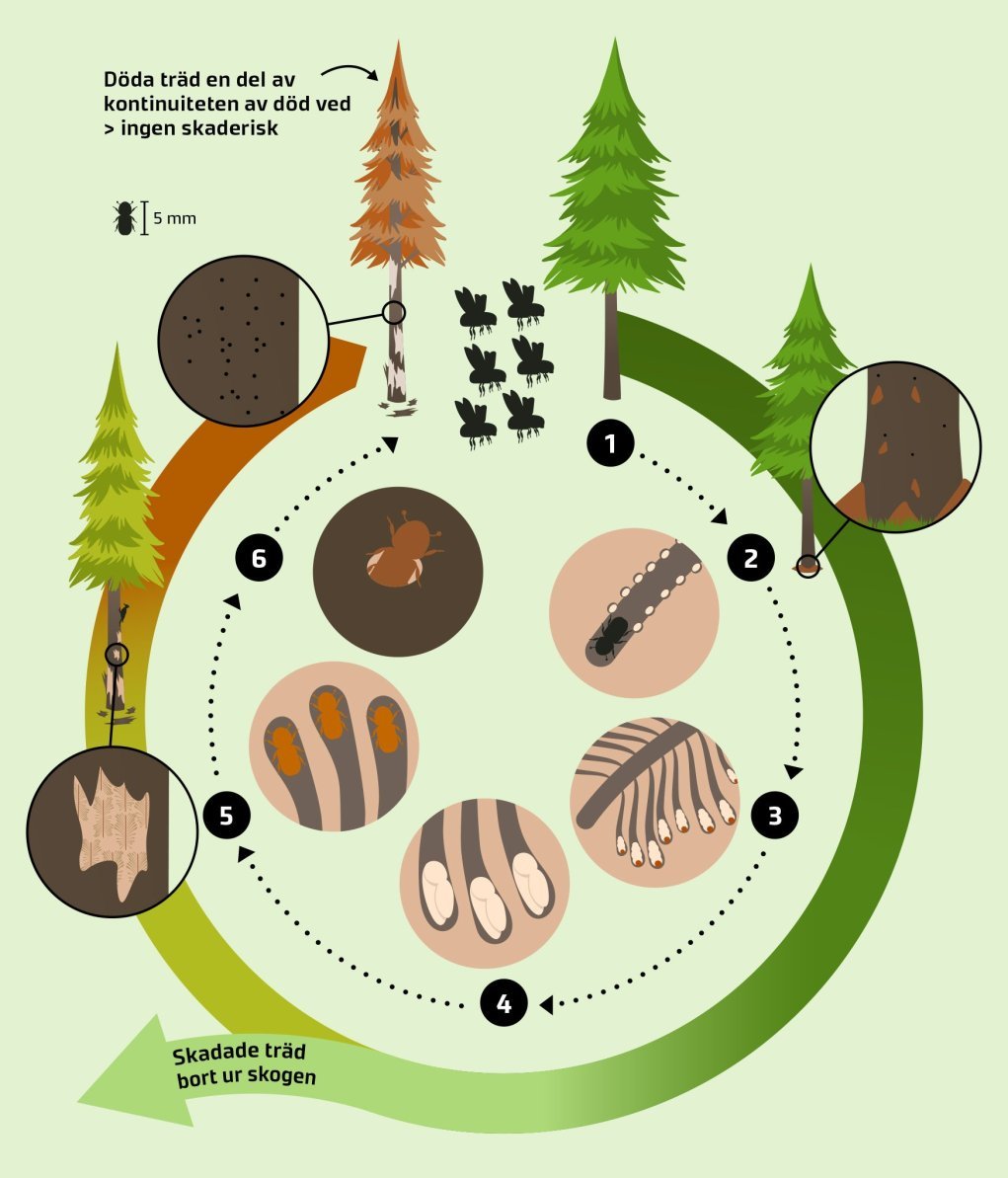 Granbarkborrens livscykel. De olika skedena beskrivs i bildtexten.