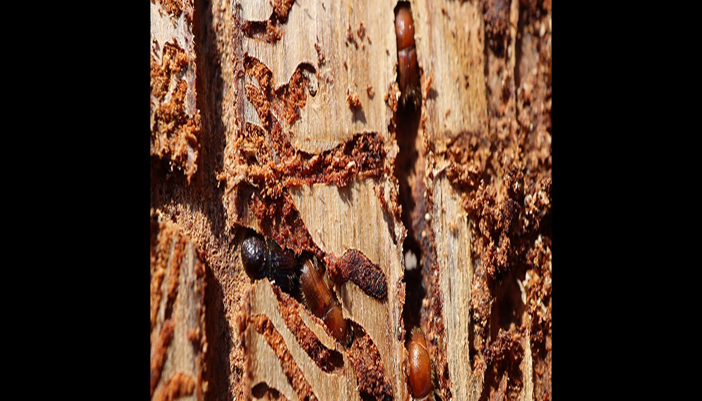 Fullvuxna granbarkborrar och deras avkomma gräver gångar och lägger ägg i trädet.
