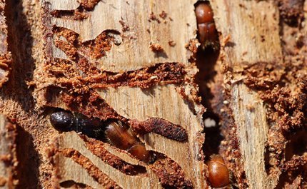 Känn igen begynnande insektskador på granbestånd – tre tips till skogsägare