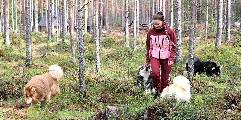 Sara Ala-Luoma och hennes finska lapphundar i hundskogen.