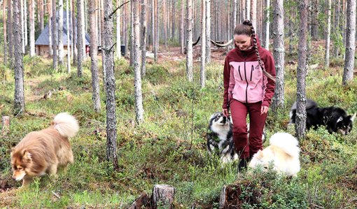Sara Ala-Luoma och hennes finska lapphundar i hundskogen.