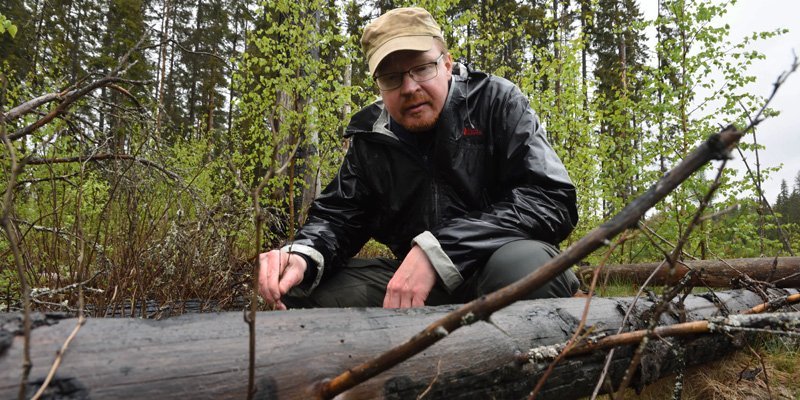 Jarmo Uimonen sitter på huk och inspekterar en brandskadad trädstam på marken.