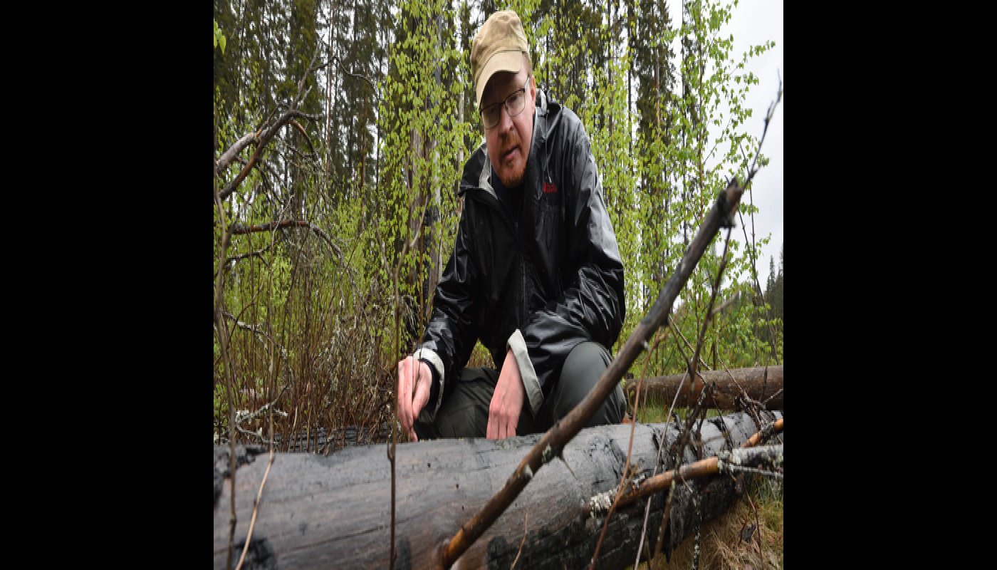 Jarmo Uimonen sitter på huk och inspekterar en brandskadad trädstam på marken.