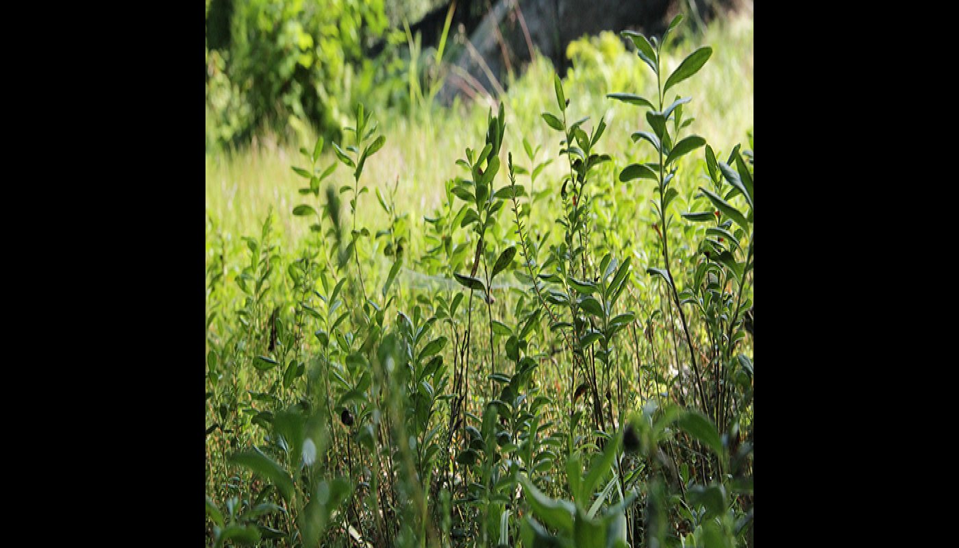 Närbild på risväxter på skogsbotten.