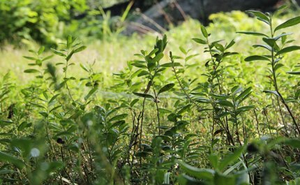 Gårdsplan med skogsvegetation ger mångsidigare mikroflora hos barn