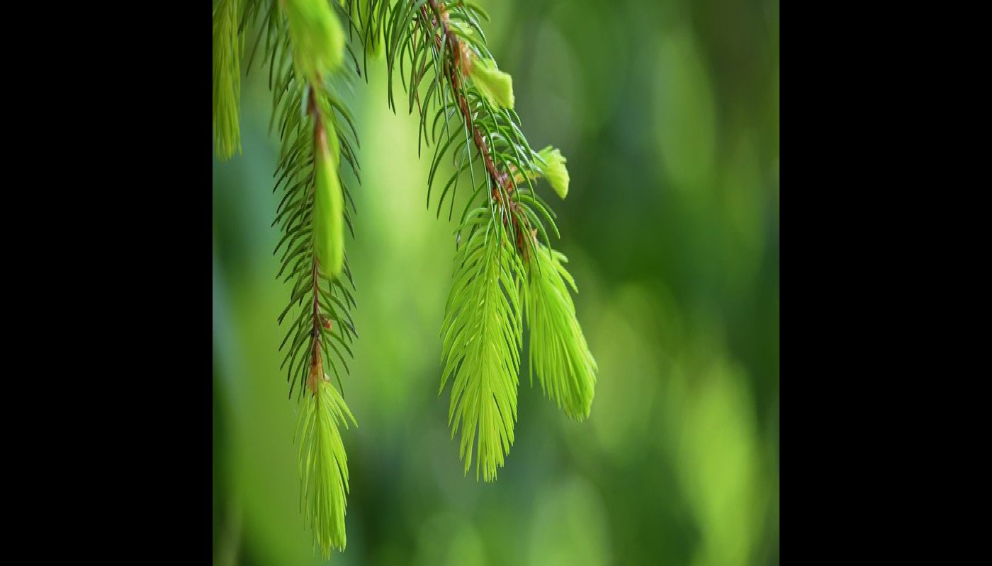 Ljusgröna granskott i närbild i skogen.