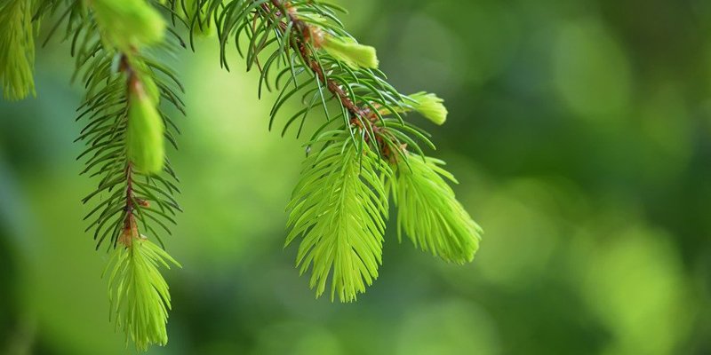 Ljusgröna granskott i närbild i skogen.