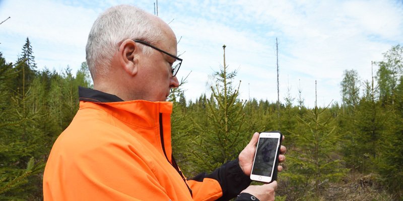 Jyrki Suojalehto tittar på sin mobiltelefon, där han har Laatumetsä-appen nerladdad. I bakgrunden syns plantskog.