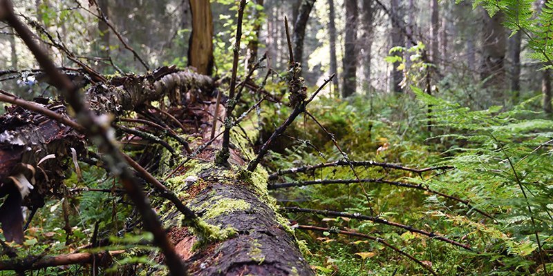 En mossbelupen, kvistig låga i skogen.