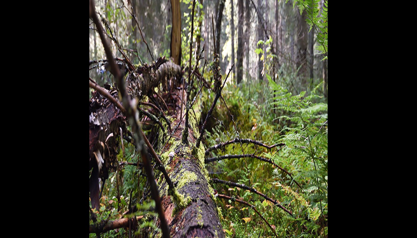 En mossbelupen, kvistig låga i skogen.