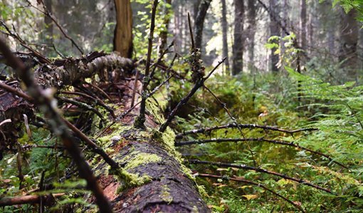 En mossbelupen, kvistig låga i skogen.