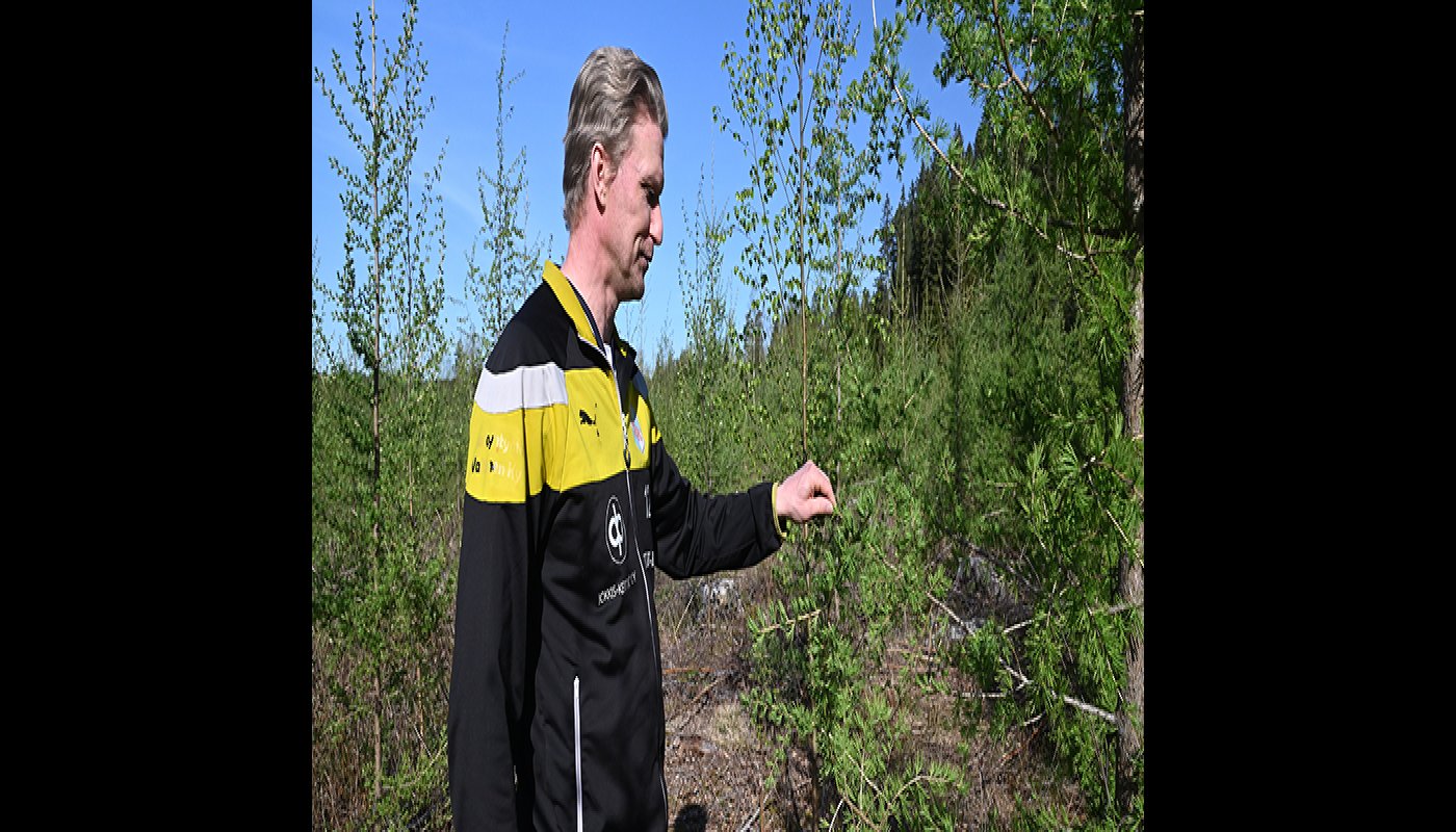 Jussi Vesala tittar på lärken i hans plantbestånd. 