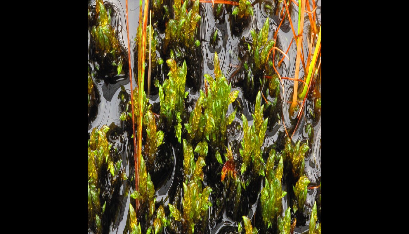 Närbild på korvskorpionmossa.