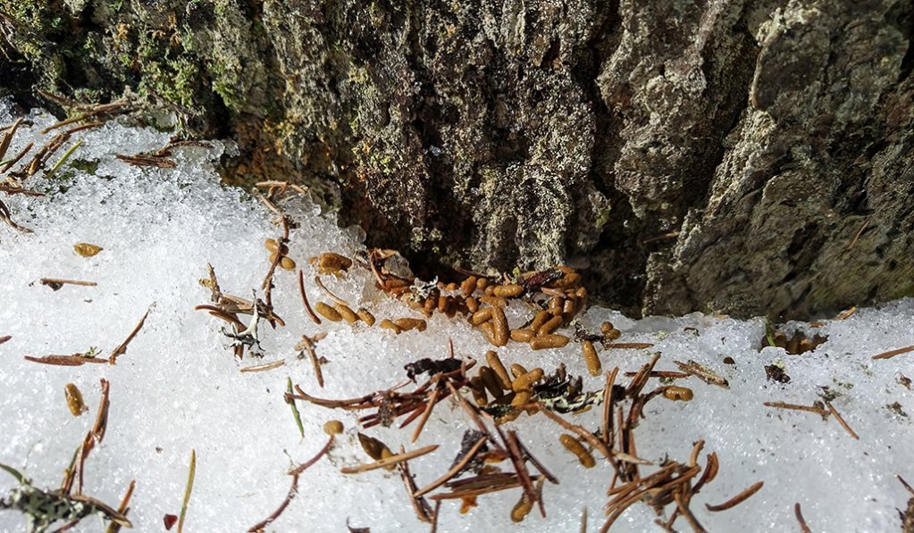 Spillning av flygekorre på en snödriva kring en trädbas. 