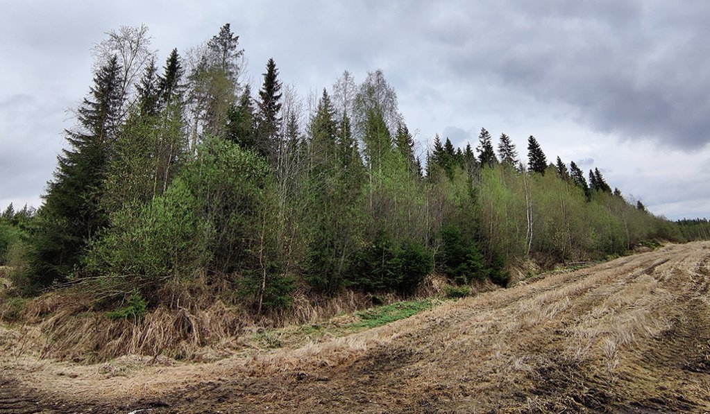 Skog i utkanten av ett åkerområde. Björkar i förgrunden och stora granar i bakgrunden.