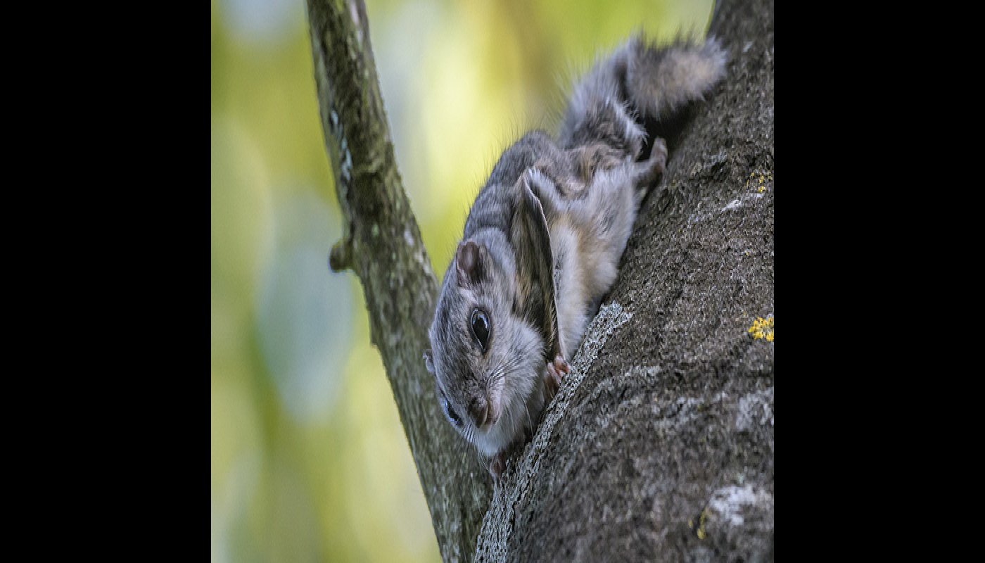 En flygekorre på stammen av en asp