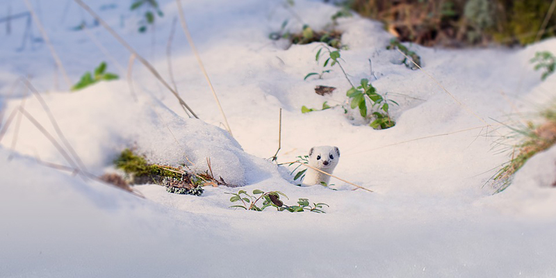 En vessla kikar fram bakom snön.