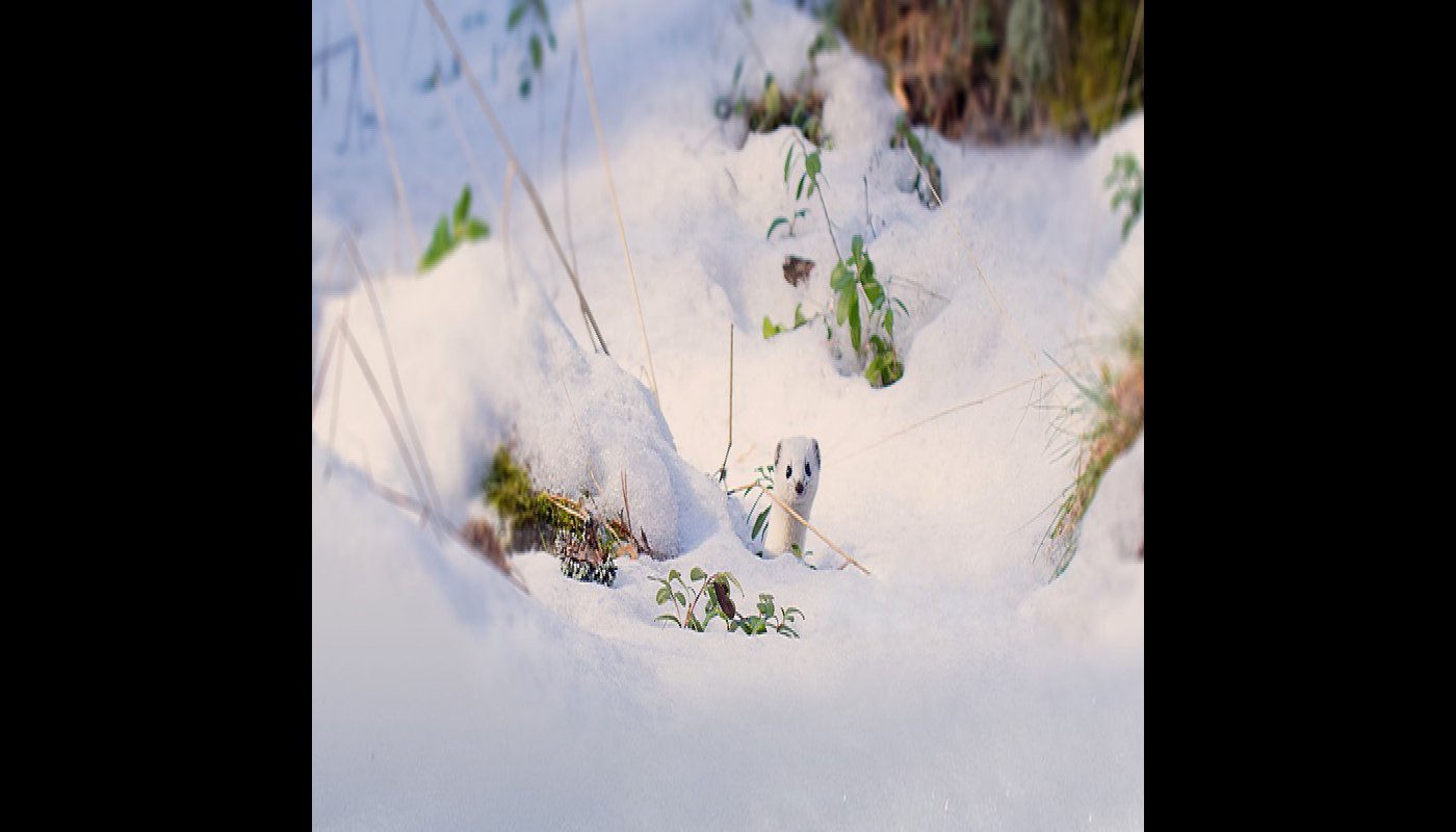 En vessla kikar fram bakom snön.