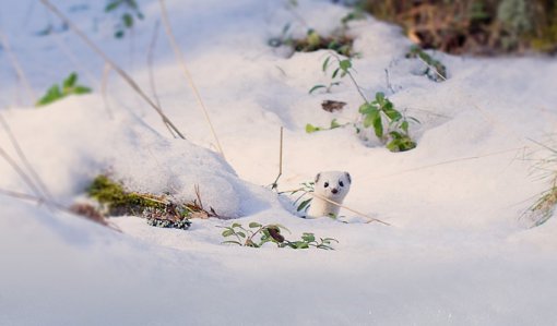 En vessla kikar fram bakom snön.