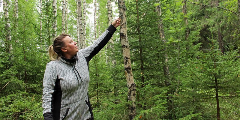 Turismföretagare Matleena Pulkkinen känner på en björk i skogen för att få veta om det har börjat växa sprängticka på den.