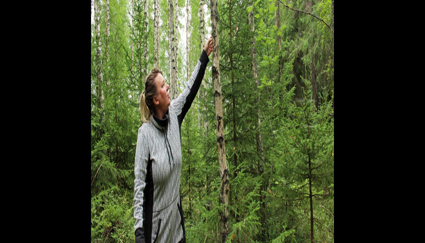 Turismföretagare Matleena Pulkkinen känner på en björk i skogen för att få veta om det har börjat växa sprängticka på den.