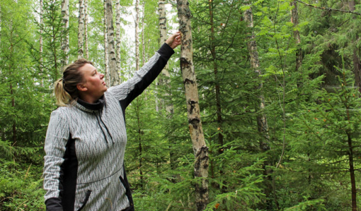 Turismföretagare Matleena Pulkkinen känner på en björk i skogen för att få veta om det har börjat växa sprängticka på den.