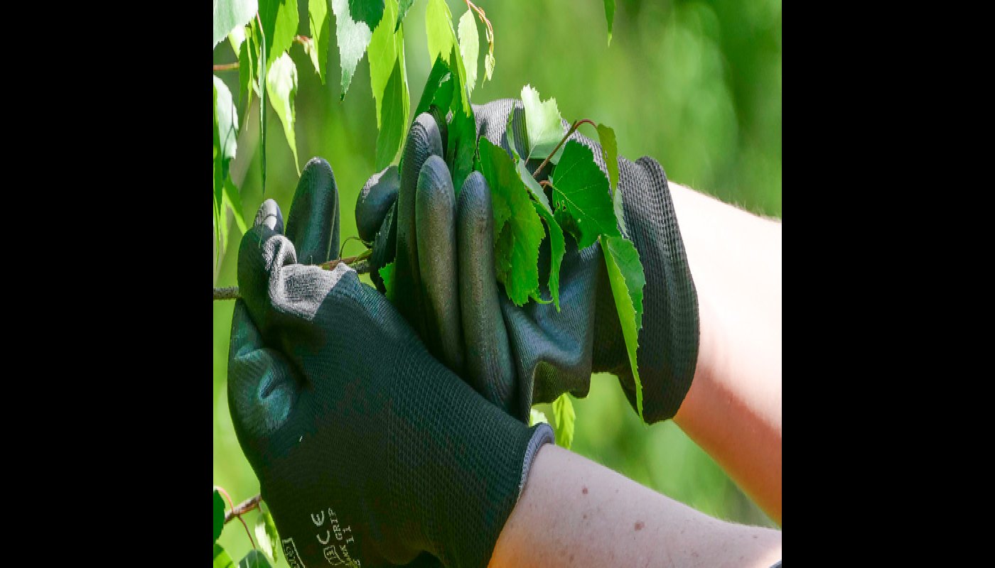 Närbild på ett par händer som plockar björklöv.