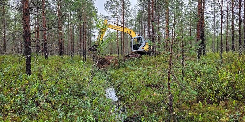 Grävmaskinen täpper till ett dike i en torvmarksskog på sommaren.