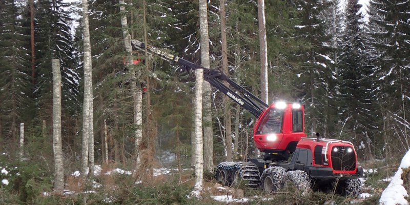 En skogsmaskin kapar en björk så det blir en högstubbe.