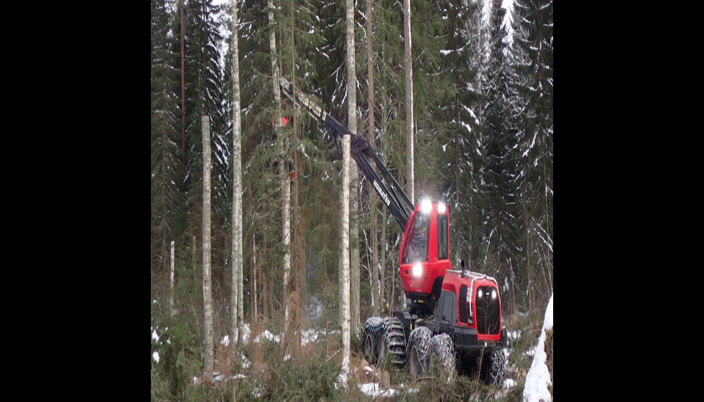 En skogsmaskin kapar en björk så det blir en högstubbe.