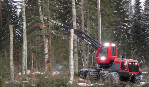 En skogsmaskin kapar en björk så det blir en högstubbe.