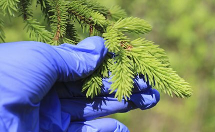 Naturprodukter på restauranger – en möjlighet till extra inkomster för skogsägaren?