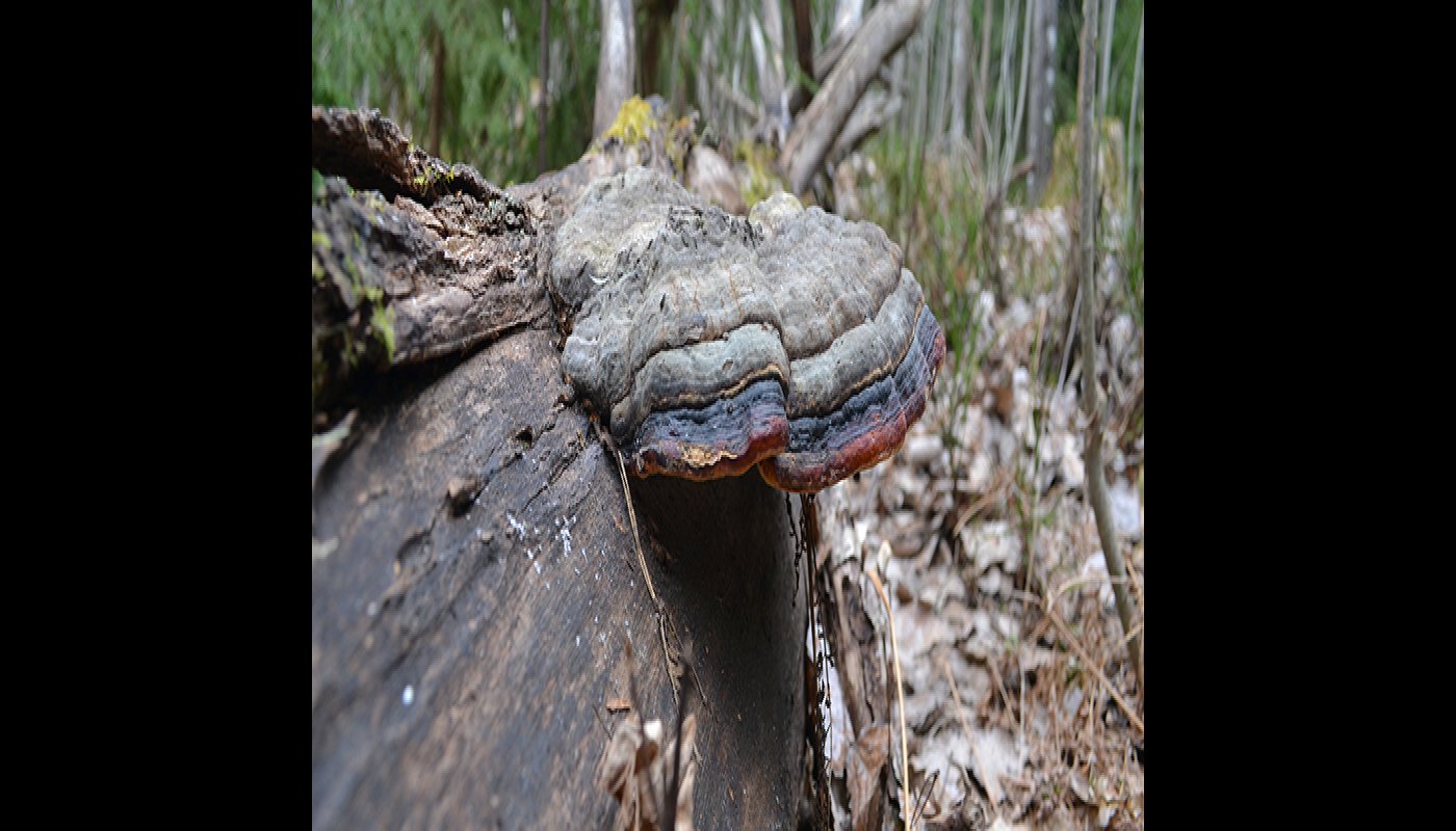 Fem lätta och förmånliga naturgärningar
