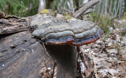 Fem lätta och förmånliga naturgärningar