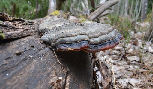 Fem lätta och förmånliga naturgärningar