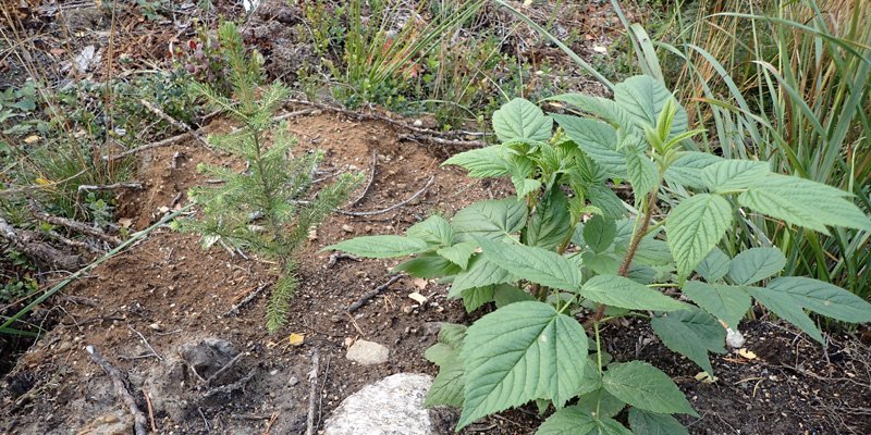 En granplanta som planterats i markberedd jord.