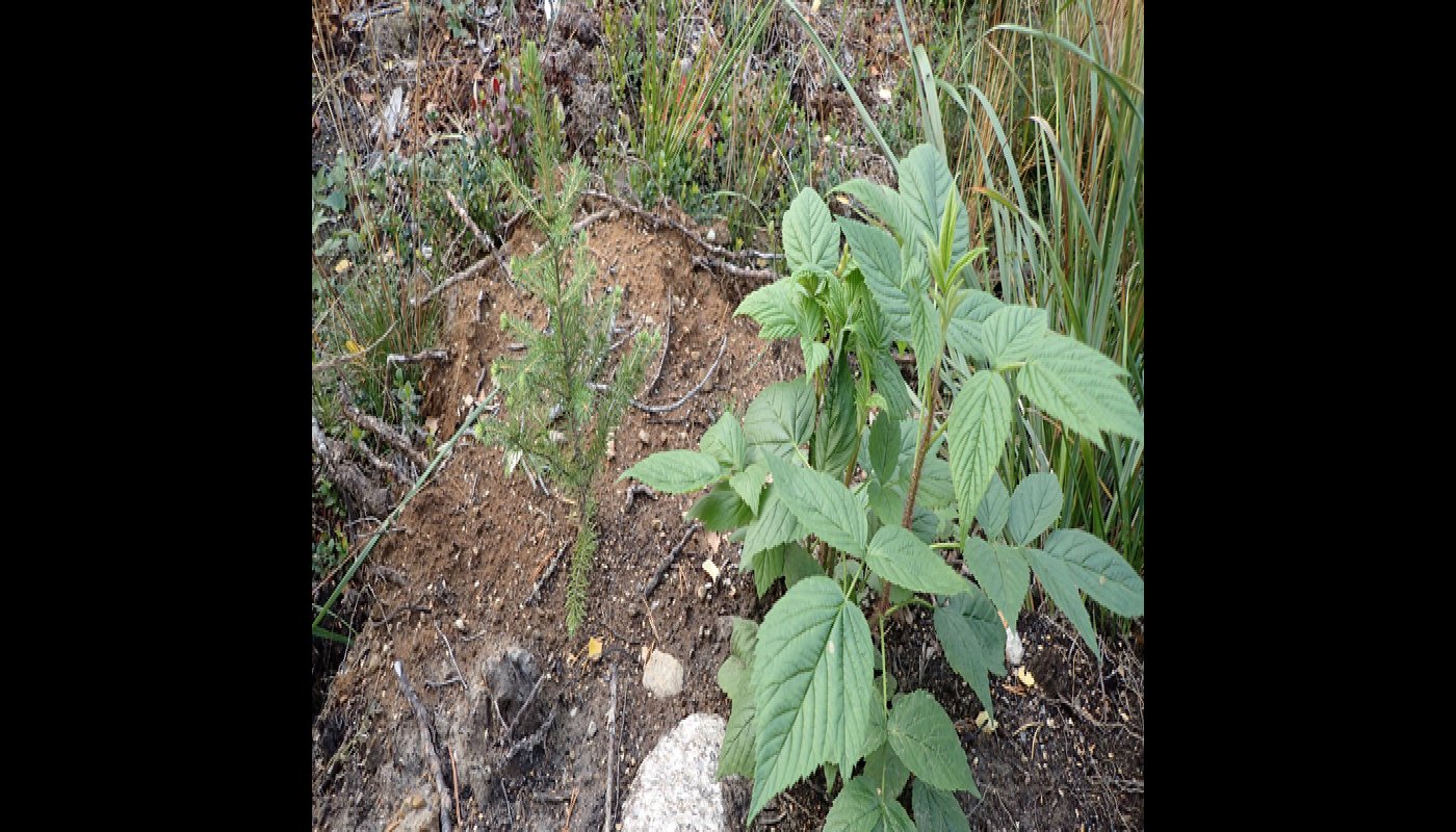 En granplanta som planterats i markberedd jord.