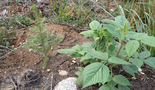En granplanta som planterats i markberedd jord.