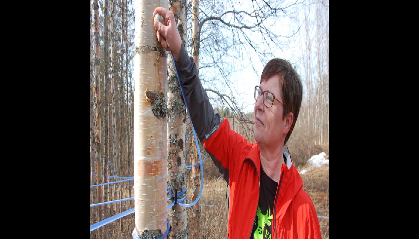 I hålet som har borrats i trädet fästs ett munstycke från vilket det går ett rör till ett insamlingskärl. Tiina Aittolampi känner efter om munstycket sitter kvar.