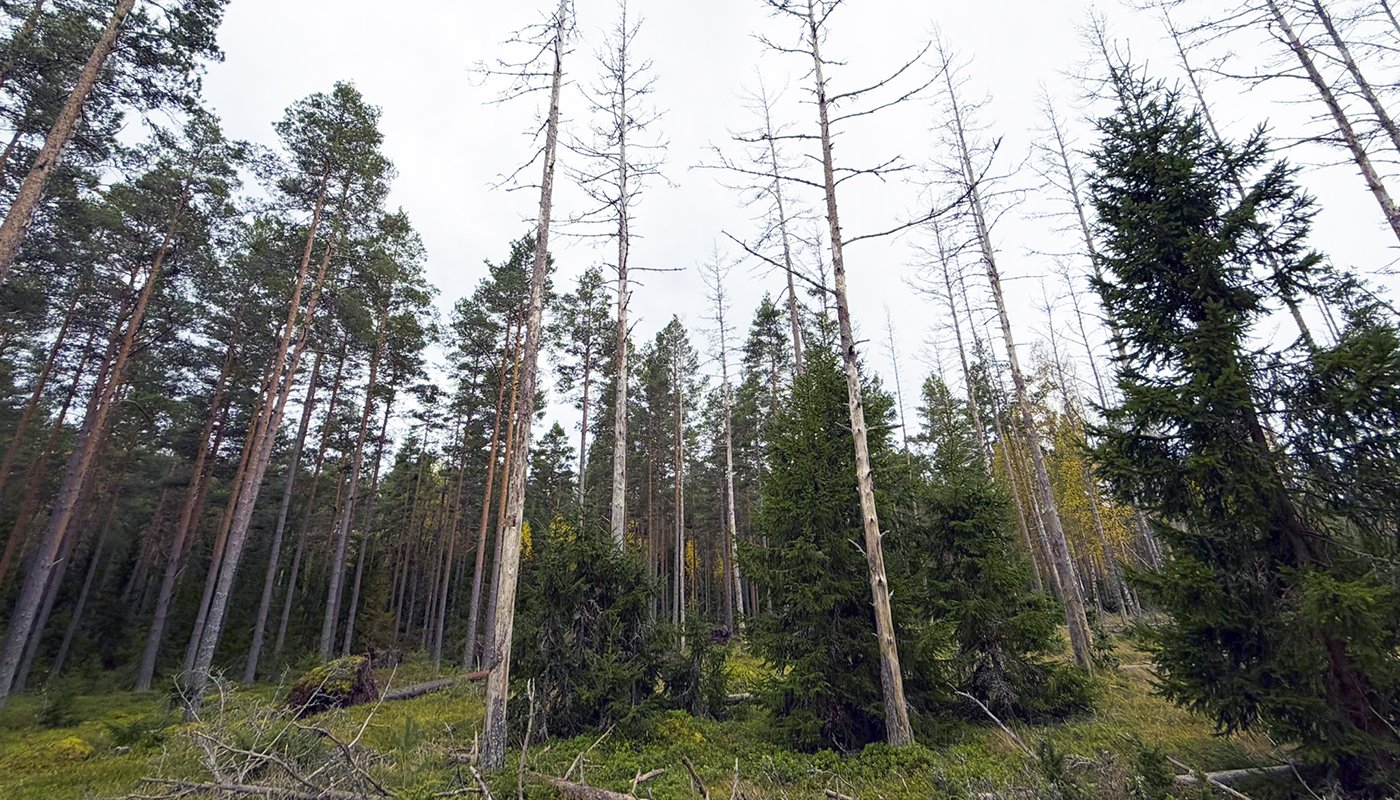 Tallar som torkat ut till följd av angrepp av den skarptandade barkborren
