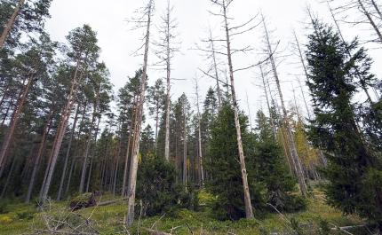 Tallar som torkat ut till följd av angrepp av den skarptandade barkborren
