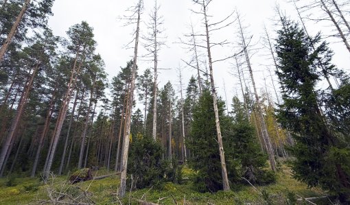 Tallar som torkat ut till följd av angrepp av den skarptandade barkborren
