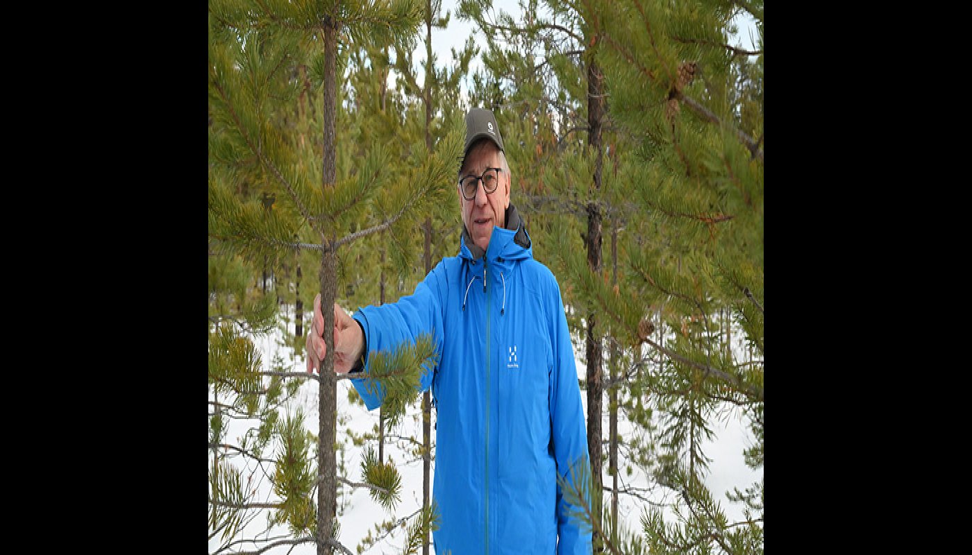 Viljami Kurth bland bestånd med tallplantor på vintern.