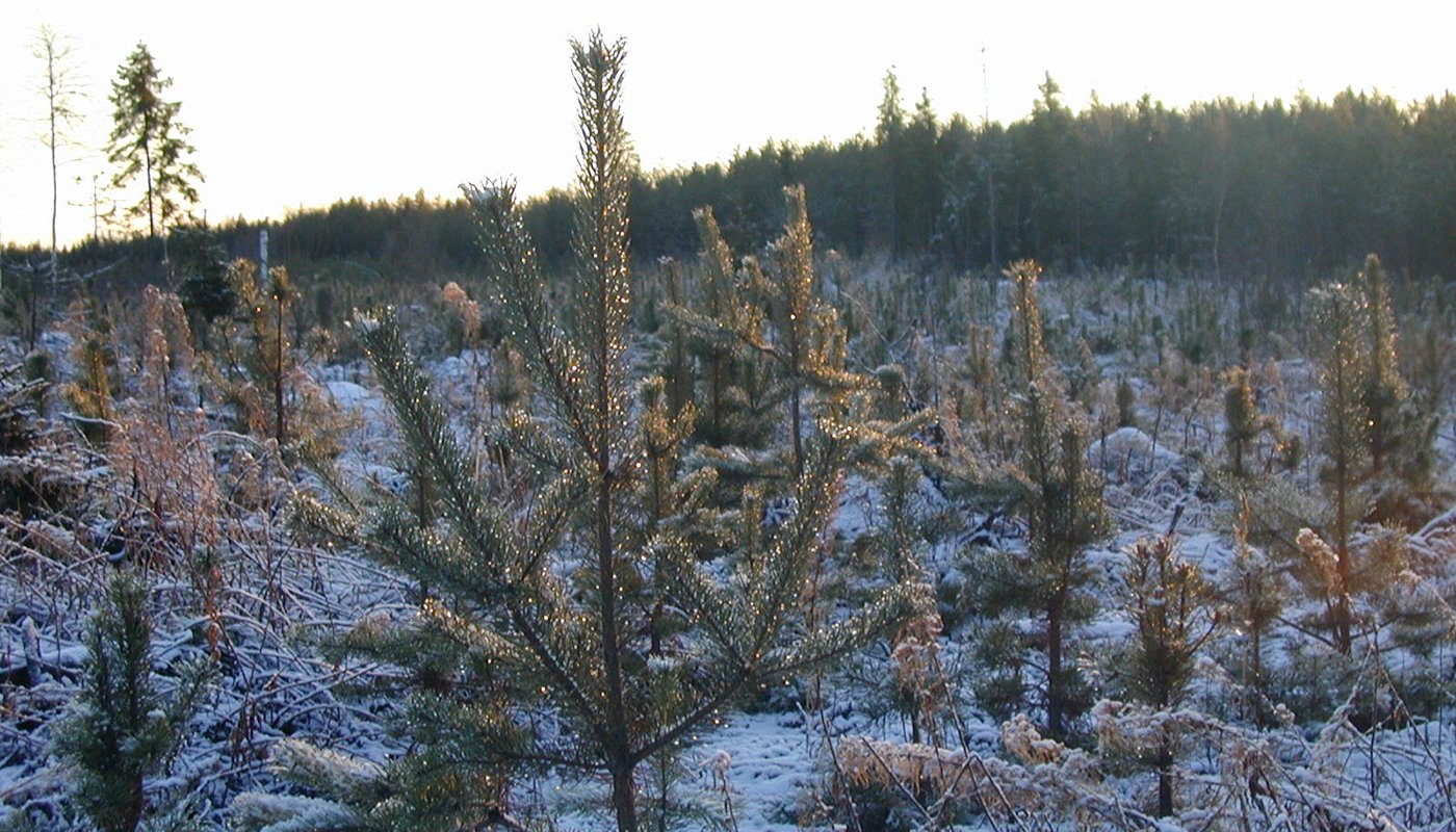Plantskog på vintern.